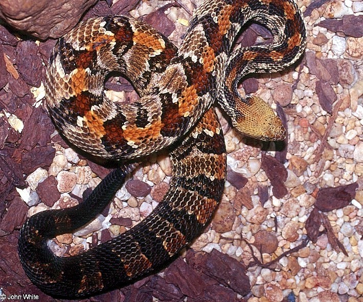 Canebrake Rattlesnake  (Crotalus horridus atricaudatus)003.jpg [189 Kb]